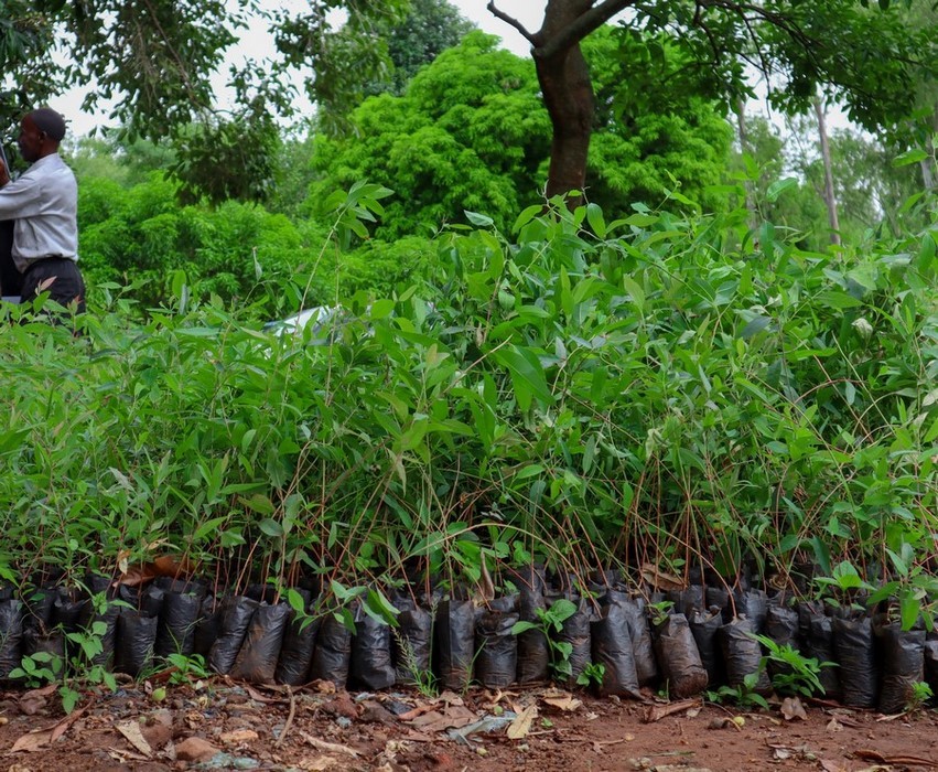 Tree Seedlings for Reforestation