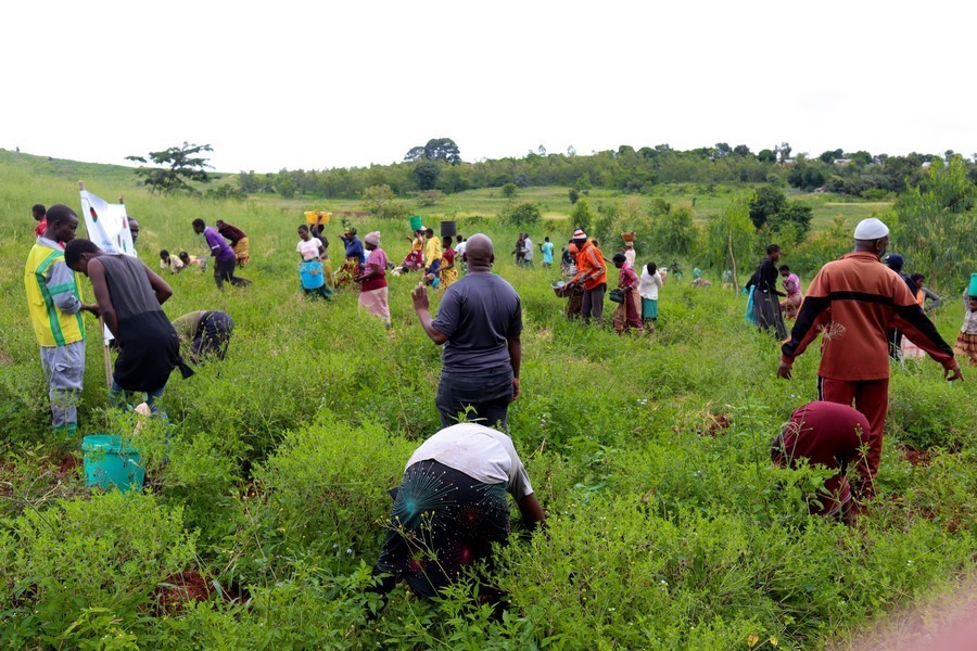 Community Involvement in Reforestation