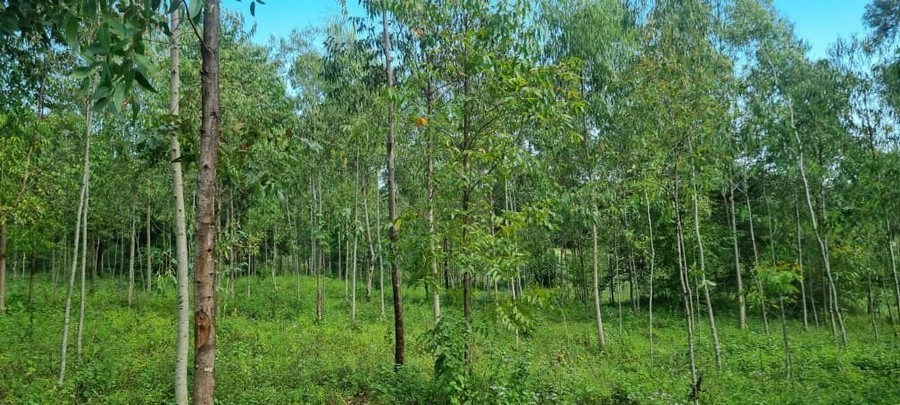 Trees Growing at Gada Farm in Chadzunda in Blantyre