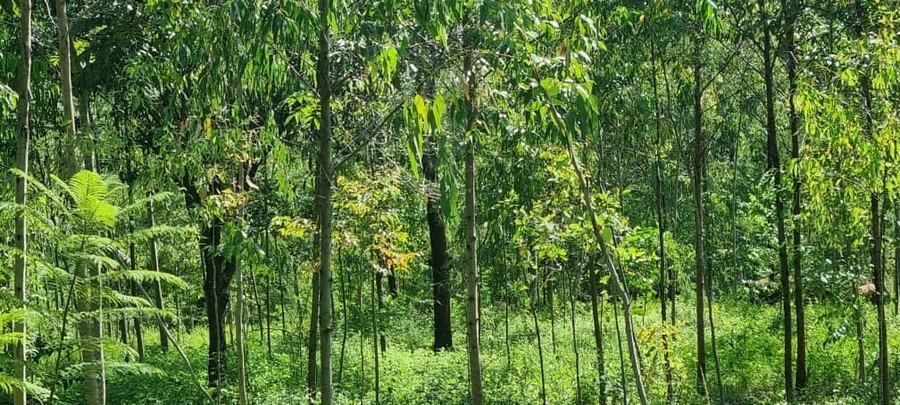 Trees Growing at Gada Farm in Chadzunda in Blantyre