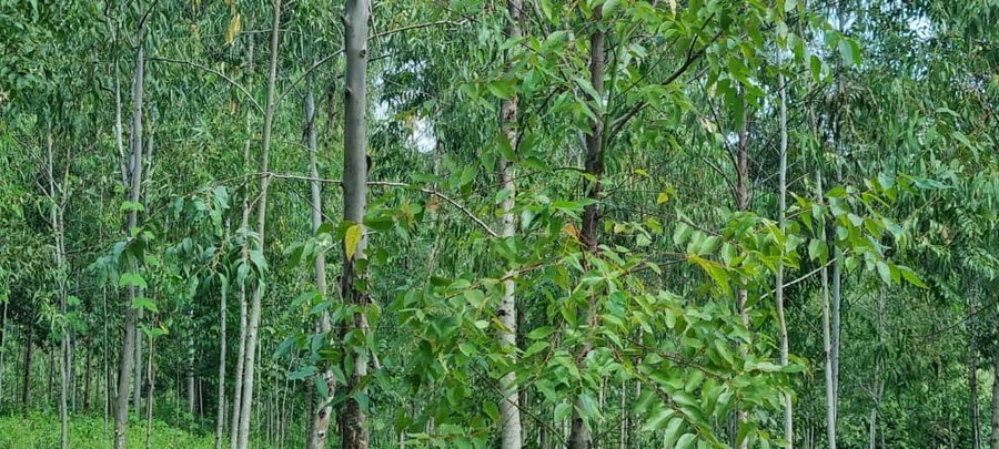 Trees Growing at Gada Farm in Chadzunda in Blantyre